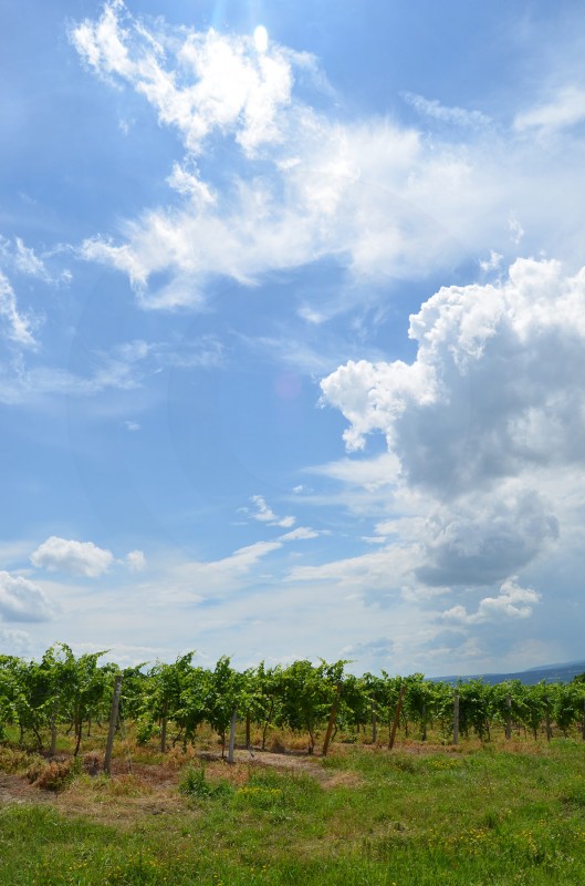 Vineyard on Seneca Lake in New York