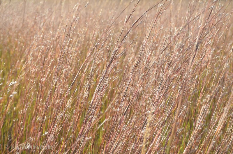 Konza Prairie, Kansas