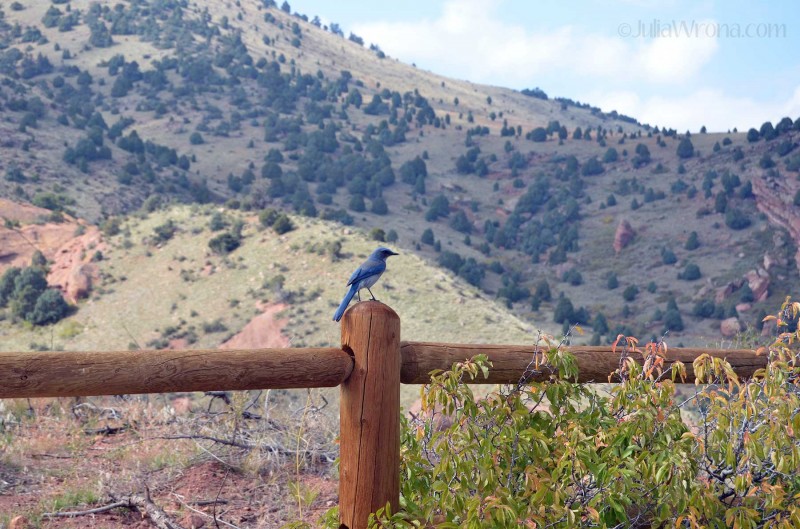 Scrub Jay in Red Rocks Park in Golden, Colorado