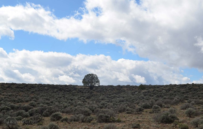 Rio Grande Gorge State Park