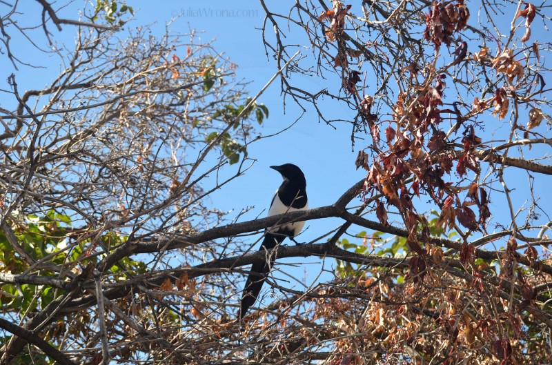 Black Billed Magpie