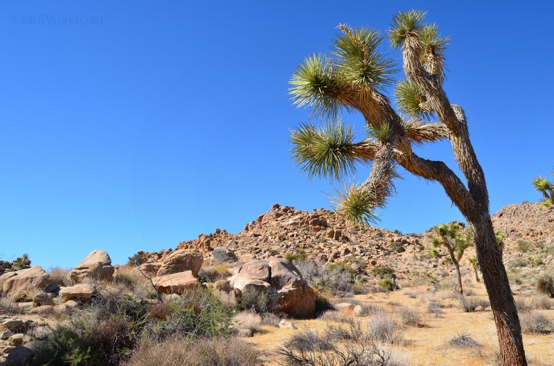 Joshua Tree & Boulders