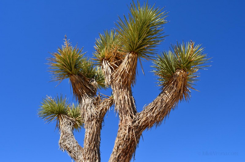 A Joshua Tree
