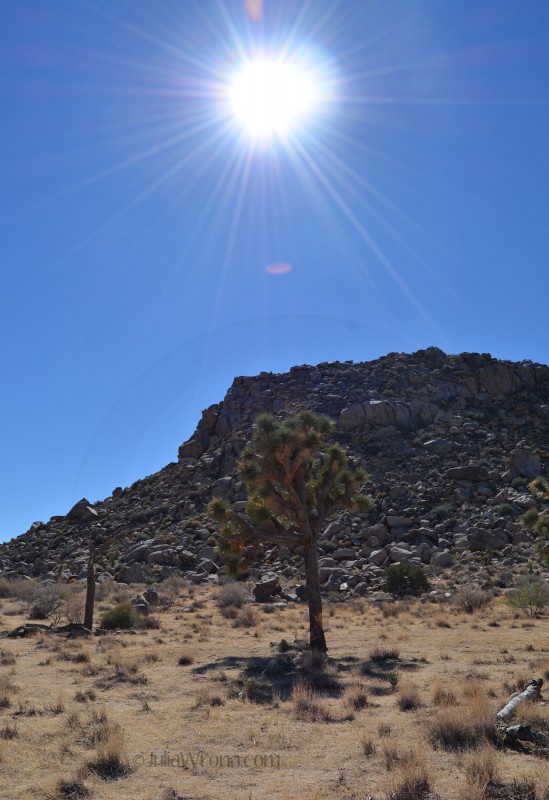 Joshua Trees & Boulders