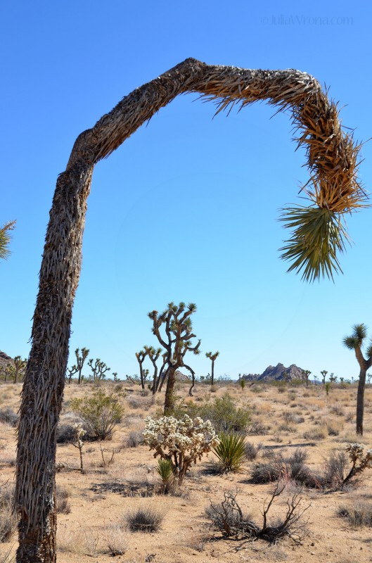 Joshua Trees
