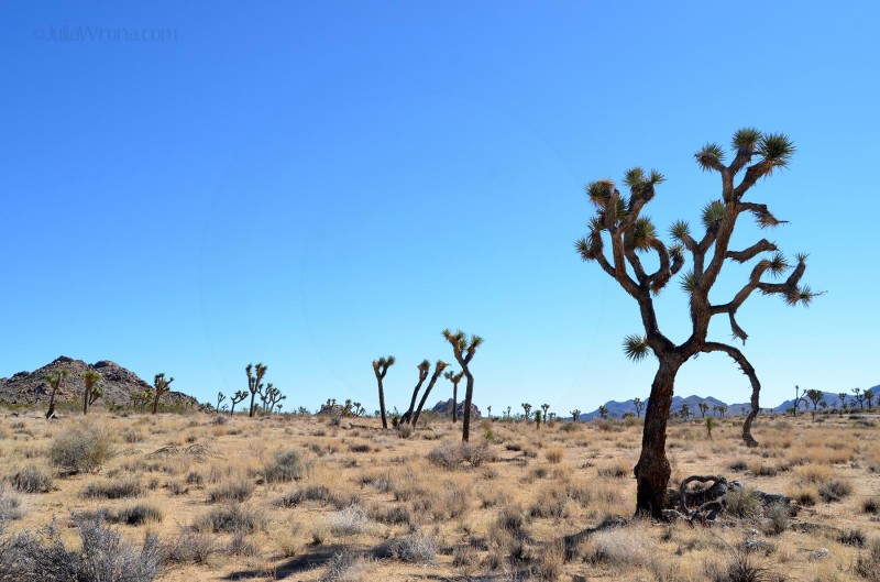 Field of Joshua Trees