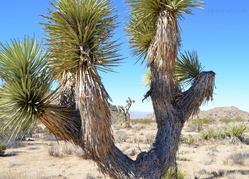 Close up of a joshua tree
