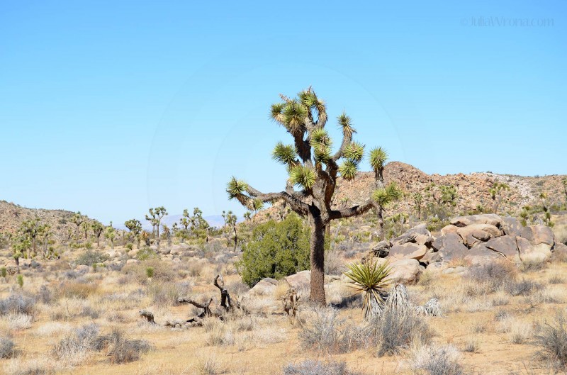 Joshua Tree