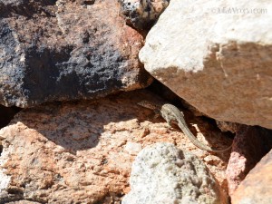 desert lizard