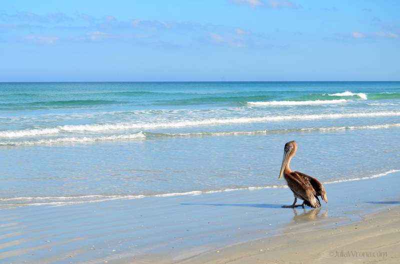 Pelican on New Symrna Beach
