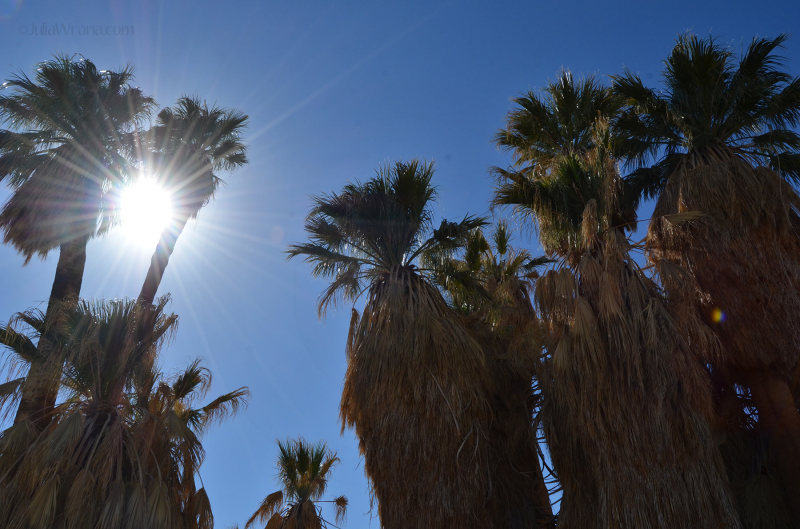 Fan Palms in the Oasis of Mara