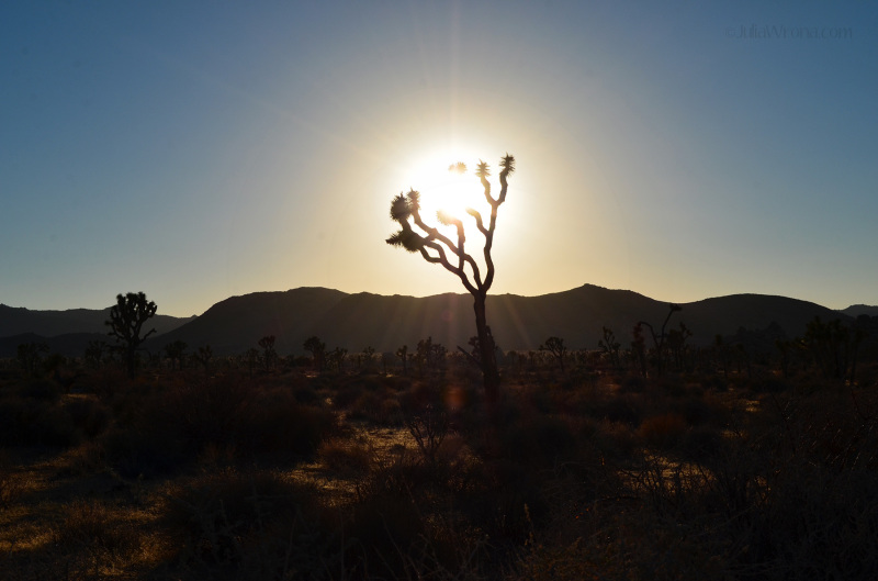 Joshua Tree National Park at sunset