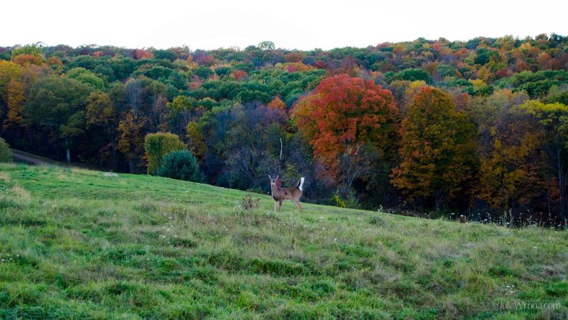 Deer with autumn colors in field