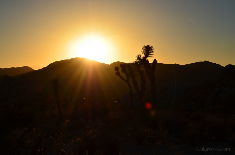 Sunset behind mountains and a joshua tree