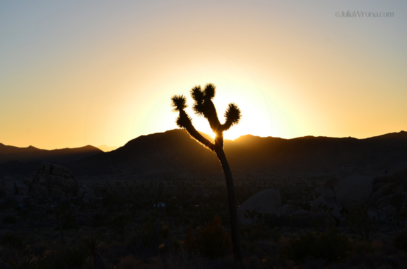 Joshua Tree National Park at sunset
