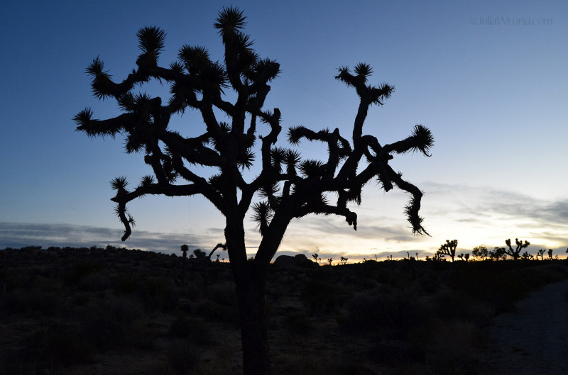 Joshua Tree National Park at sunset