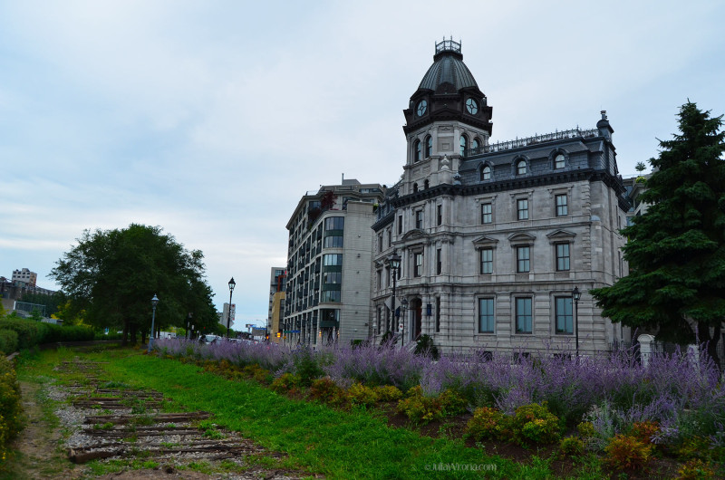 Flowers in Montreal