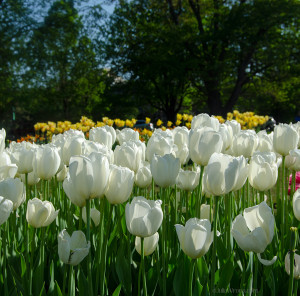White Tulips